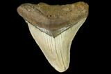 Fossil Megalodon Tooth - North Carolina #109024-1